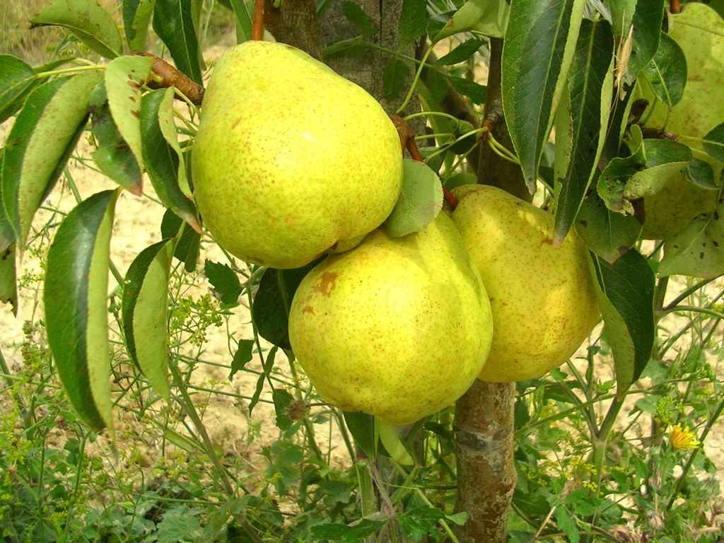 Los factores que afectan el Kc corresponden al Tipo de Cultivo, el Clima, Evaporación del suelo, Etapas de crecimiento del cultivo (etapa inicial, etapa de desarrollo del cultivo, etapa de mediados de temporada, etapas de final de temporada.)  La duración de las etapas de crecimiento es un factor importante para la determinación de las cantidades de riego a aplicar, además de calcular el tiempo de aplicación del riego.  Para los Huerto de árboles caducifolios se ha determinado que sus periodos en días de desarrollo en la temporada son:  Periodo Inicial: 20 días  Periodo desarrollo: 70 días  Periodo Mediado de Temporada: 120 días  Periodo Final de Temporada: 60 días  Para construir la curva de coeficientes se necesitan solamente tres valores de Kc, los que correspondan a la etapa inicial, de mediados de temporada y final. Estos valores han sido tabulados de acuerdo a dos criterios, con cobertura del suelo o sin esta  Valores de Kc para cultivos de Peral  Sin cobertura de Suelo 	  K(inicial) 	  K(Medio) 	  K(Final) 	  Altura Max. (m)  sin cobertura del suelo, con fuertes heladas 	  0,45 	  0,95 	  0,70 	  4  sin cobertura del suelo, sin heladas 	  0,60 	  0,95 	  0,75 	  4  cobertura activa del suelo, con fuertes heladas 	  0,50 	  1,20 	  0,95 	  4  cobertura activa del suelo, sin heladas 	  0,80 	  1,20 	  0,85 	  4  Enciclopedia de riego en frutales, Irrifrut 2.0, PUC, 2007 Deja un comentario      Calendario         marzo 2016 L 	T 	W 	T 	F 	S 	S         « Nov 	  	           	1	2	3	4	5	6         7	8	9	10	11	12	13         14	15	16	17	18	19	20         21	22	23	24	25	26	27         28	29	30	31 	      Enlaces de interés         Boletín semanal de horas de frío         Boletines Agrometeorológicos         CONAF         CONAMA         INDAP         Informe de precipitaciones         Informe de Temperaturas extremas         Ministerio de Agricultura         Perspectiva Agrometeorológica         SAG         SNA  Blog de WordPress.com. El tema Digg 3 Column.